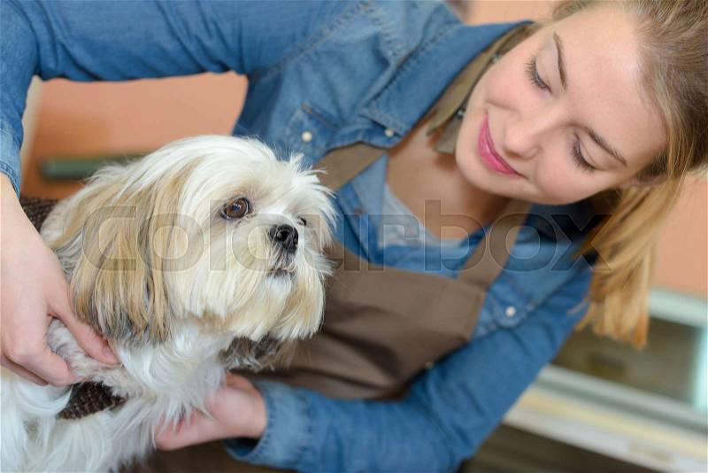 Pet groomer putting collar on to dog, stock photo