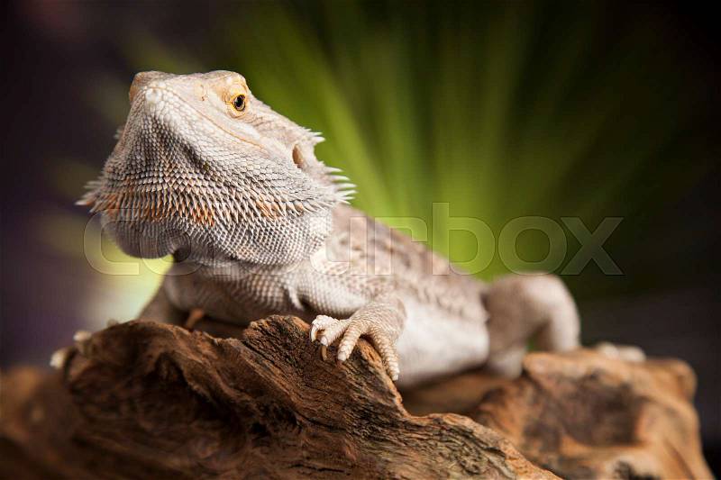 Dragon, Agama Lizard on black mirror background, stock photo