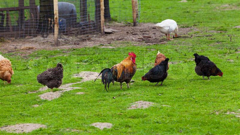 Flock of chickens grazing on the grass, stock photo
