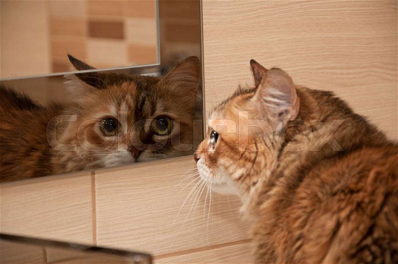 Beautiful Siberian Cat looking herself reflection in the mirror, stock photo