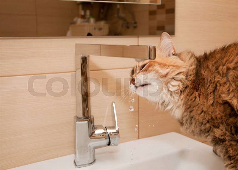 Cat drinking water in the bathroom, close up, stock photo