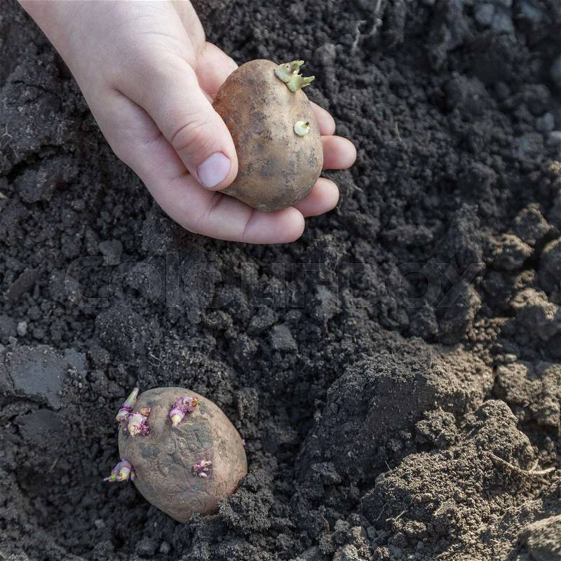 Child hands planting potato tubers into the soil close-up, organic farming, stock photo