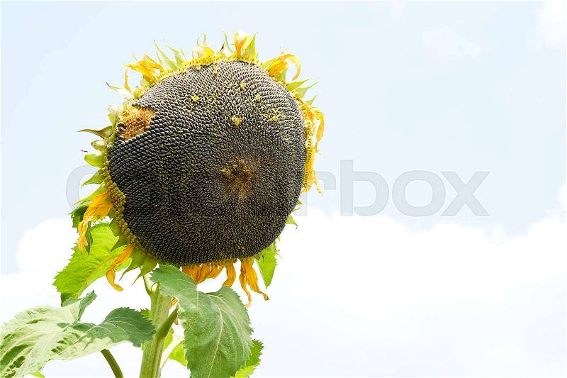 Sunflower with ripe seeds ready for harvest on light sky background\, stock photo