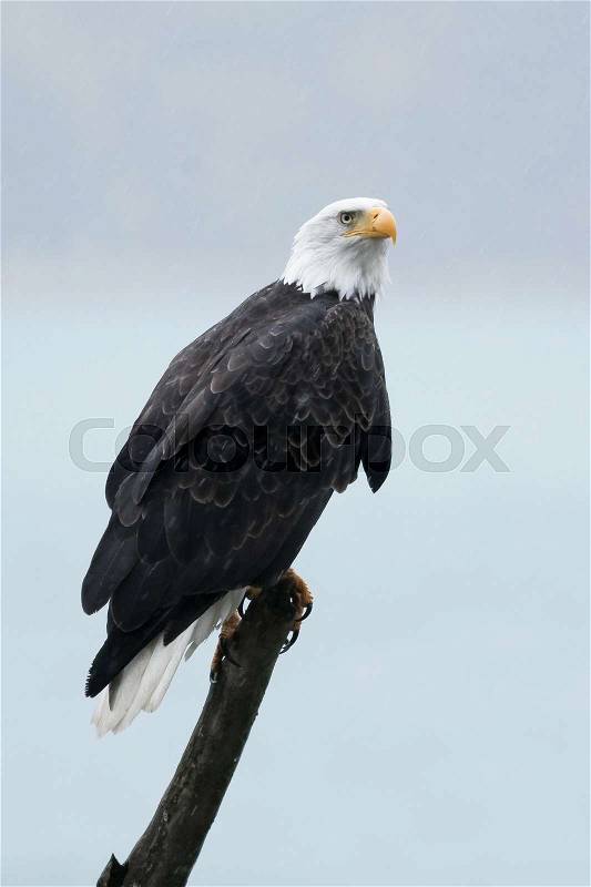 Bald eagle sitting on a stick (Haliaeetus leucocephalus), Alaska, Chilkoot River, near Haines, Taken 10.13, stock photo
