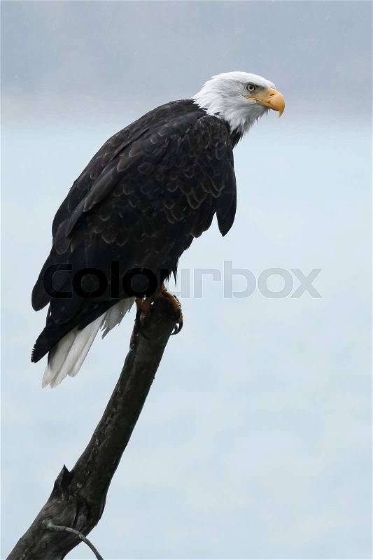Bald eagle sitting on stick (Haliaeetus leucocephalus), Alaska, Chilkoot River, near Haines, Taken 10.13, stock photo