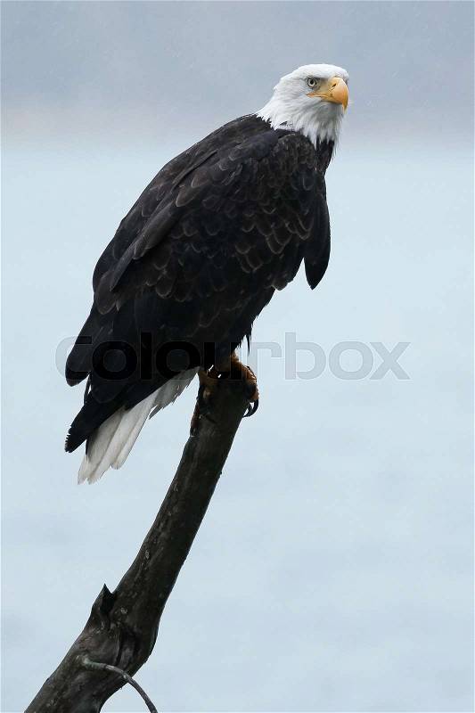 Bald eagle sitting on stick (Haliaeetus leucocephalus), Alaska, Chilkoot River, near Haines, Taken 10.13, stock photo