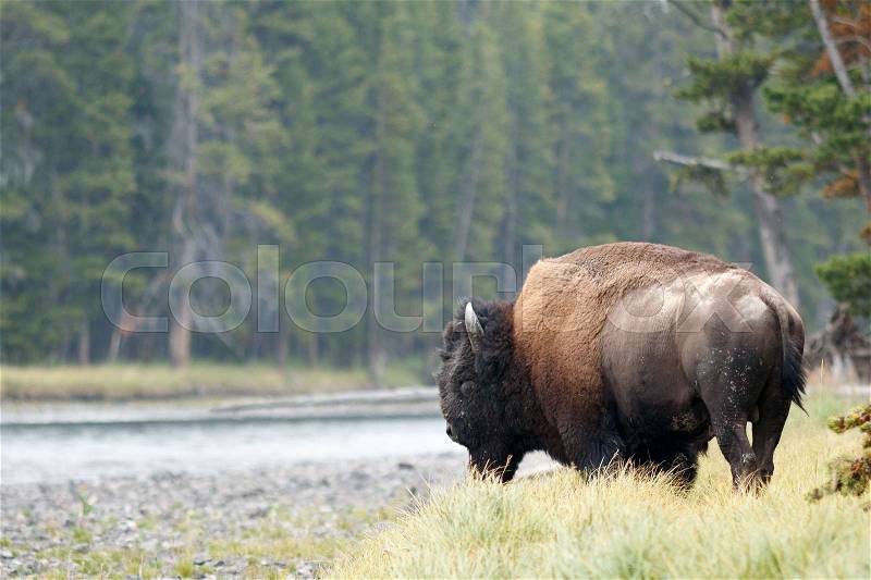 Buffalo standing by the river in Yellowstone, Wyoming, Yellowstone National Park, Taken 08.15, stock photo