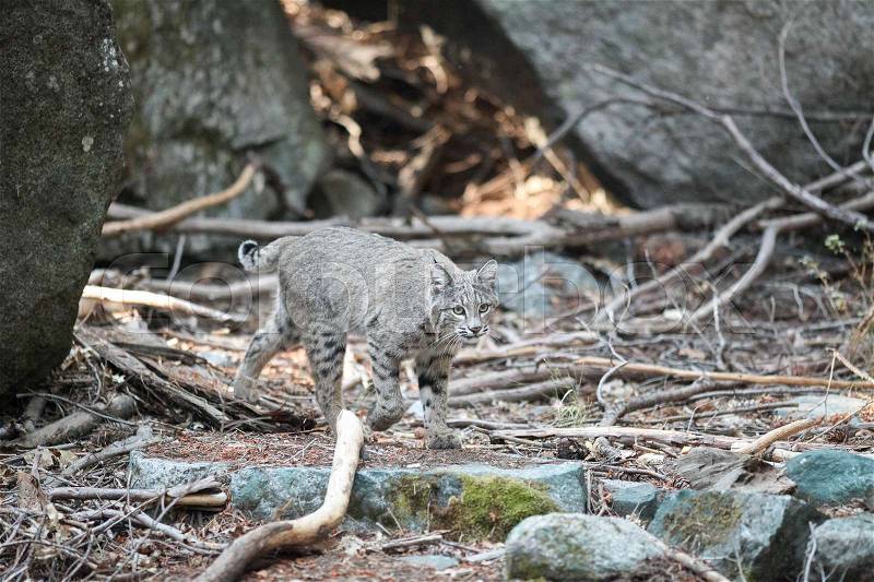 Bobcat hunting, (Lynx rufus), California, Yosemite National Park, Taken 09.13, stock photo