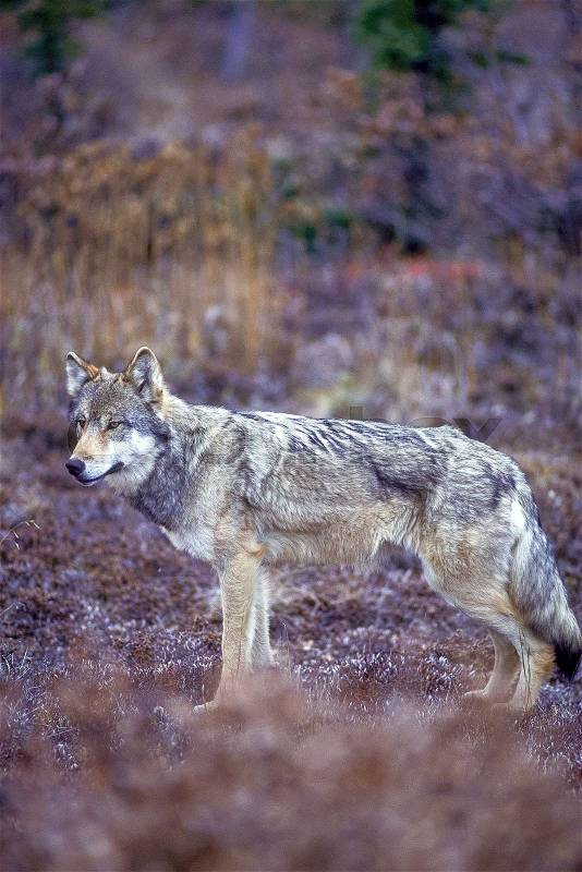 Timber Wolf, gray wolf, (Canis lupus), Alaska, Denali National Park, Taken 07.96, stock photo