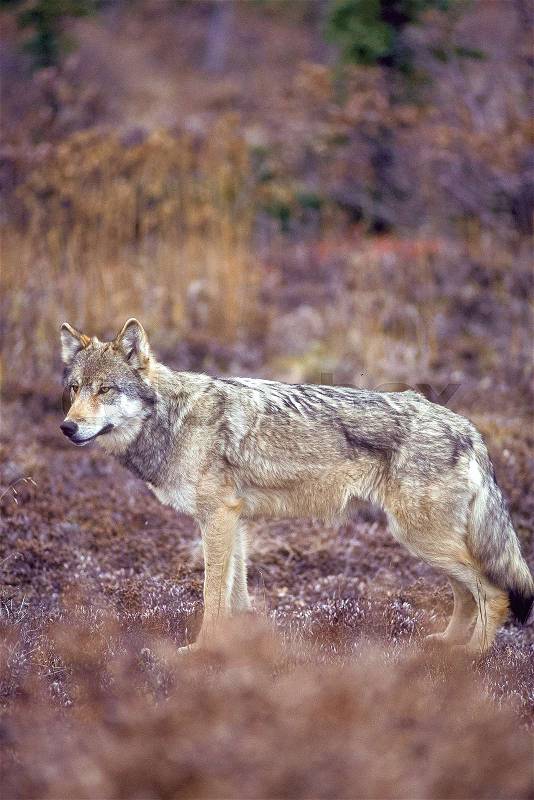Timber wolf standing in beautiful fall colors, (Canis lupus), Alaska, Denali National Park, Taken 07.96, stock photo