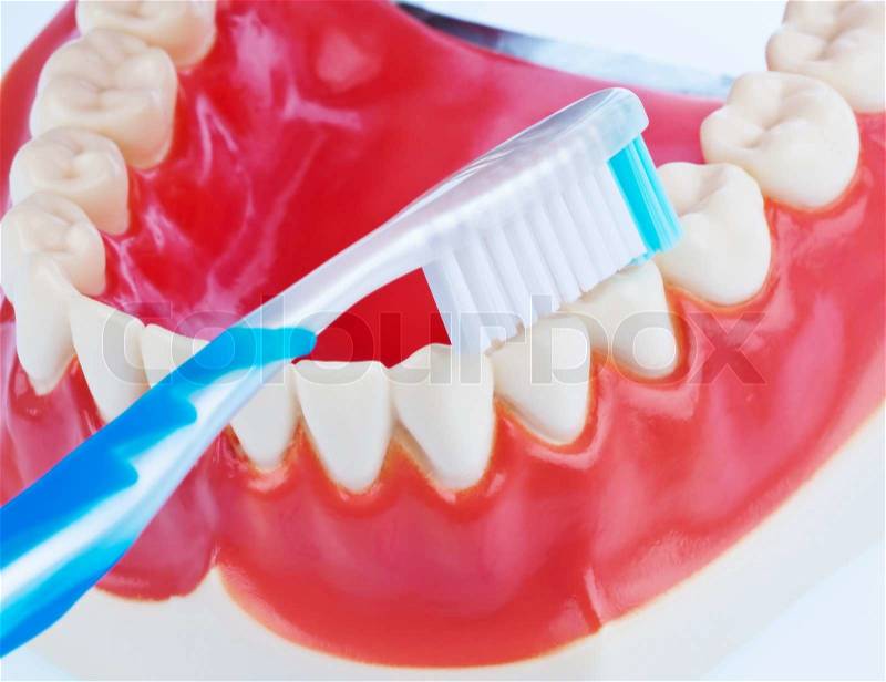 A dental model with a toothbrush when brushing teeth Brushing teeth prevents tooth decay, stock photo