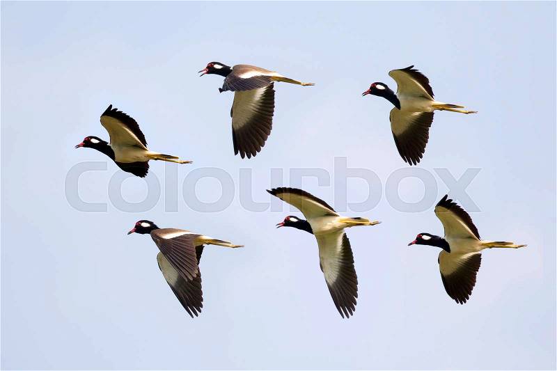 Image of flock bird flying in the sky. Wild Animals. (Red-wattled Lapwing), stock photo