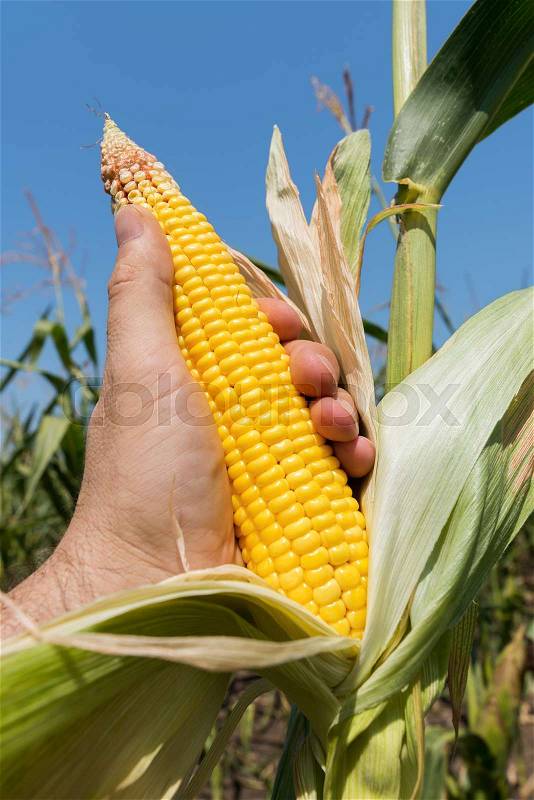 Golden maize in farmers hand on field, stock photo