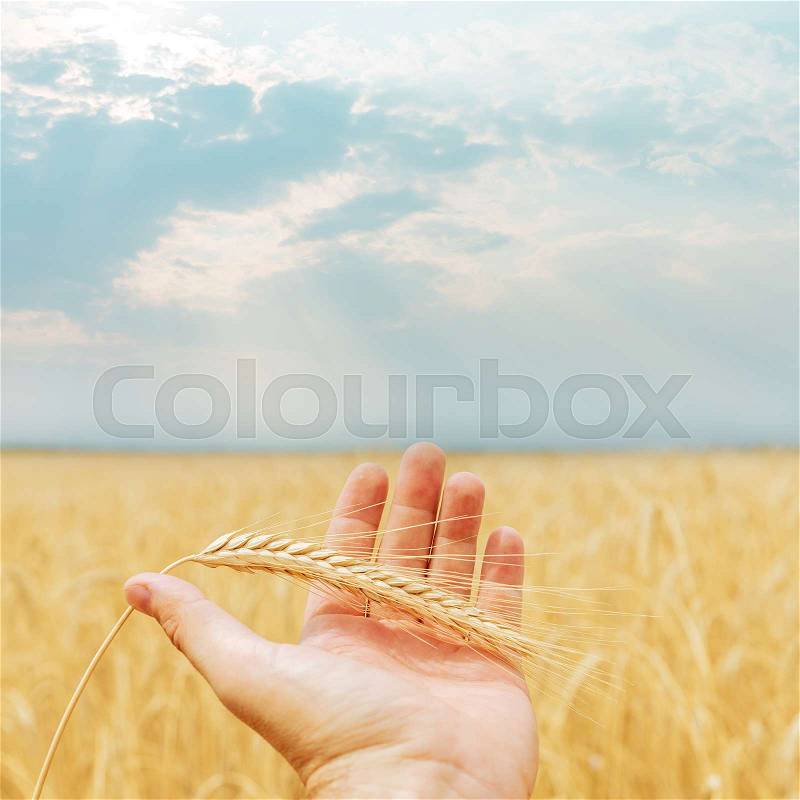 Ripe harvest in hand over field, stock photo