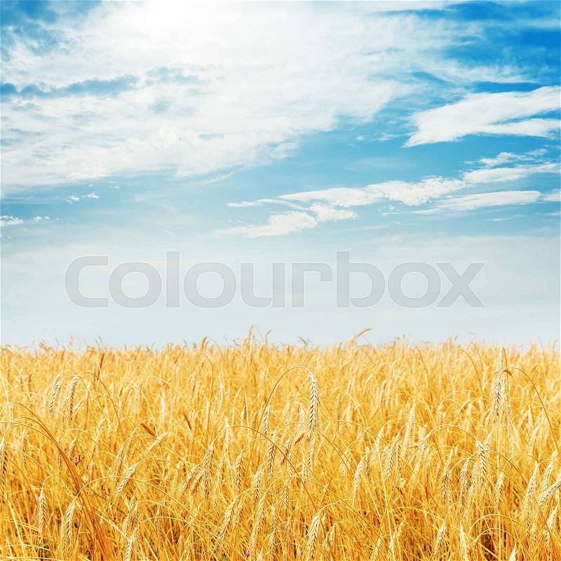 Golden harvest field and cloudy sky, stock photo