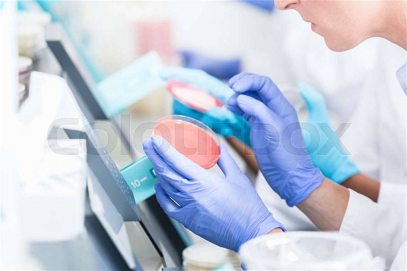 Lab technicians analyzing bacteria cultures in petri plates, stock photo