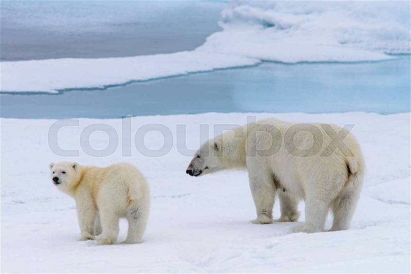 Polar bear (Ursus maritimus) mother and cub on the pack ice, north of Svalbard Arctic Norway, stock photo