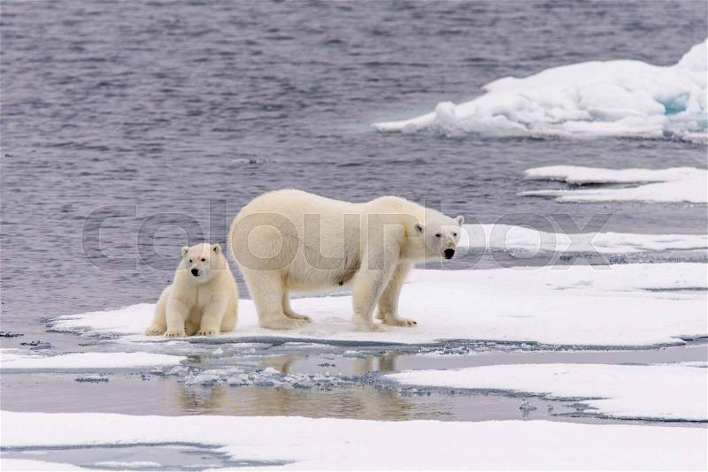 Polar bear (Ursus maritimus) mother and cub on the pack ice, north of Svalbard Arctic Norway, stock photo