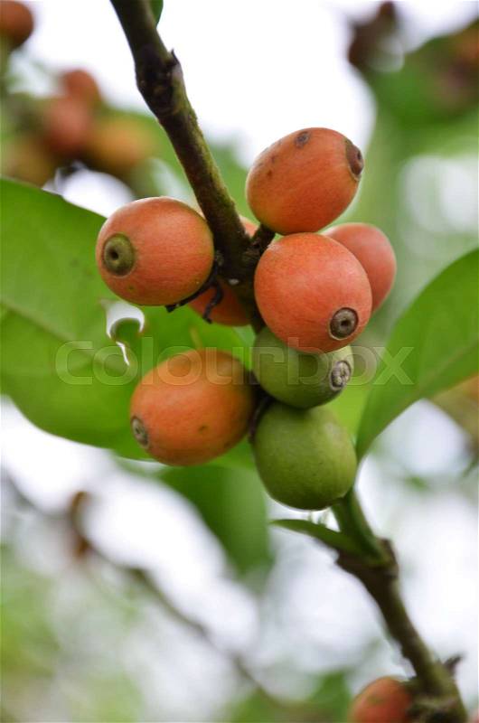 Fresh coffee seeds on a coffee tree, stock photo