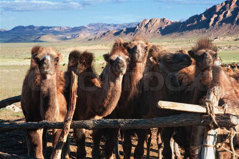 Young camels in the paddock in the desert mountains of Mongolia, stock photo