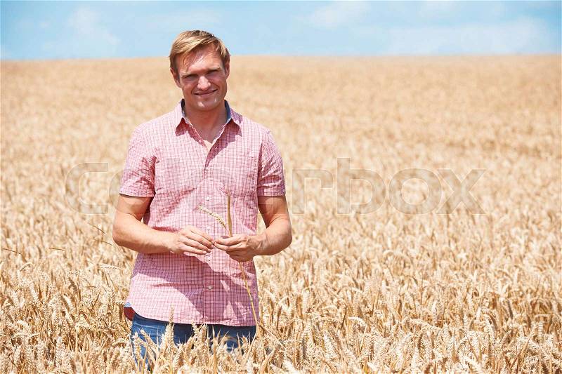 Farmer In Wheat Field Inspecting Crop, stock photo