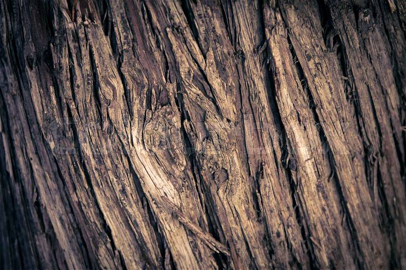 Vertical diagonal tree wood texture lines in detail in vignettes, stock photo