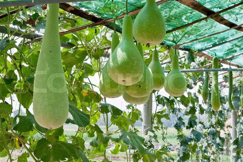 Bottle gourd and winter melon in greenhouse cultivation, stock photo