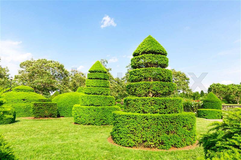 Trees trimmed in the shape of pyramids. Summer botanical garden, stock photo