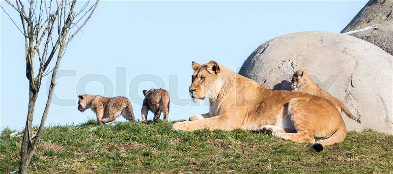 Lioness and cubs, exploring their surroundings in the winter, stock photo