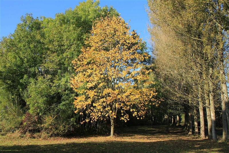Striking tree with yellow leaves in the middle of the park at the country side in autumn, stock photo