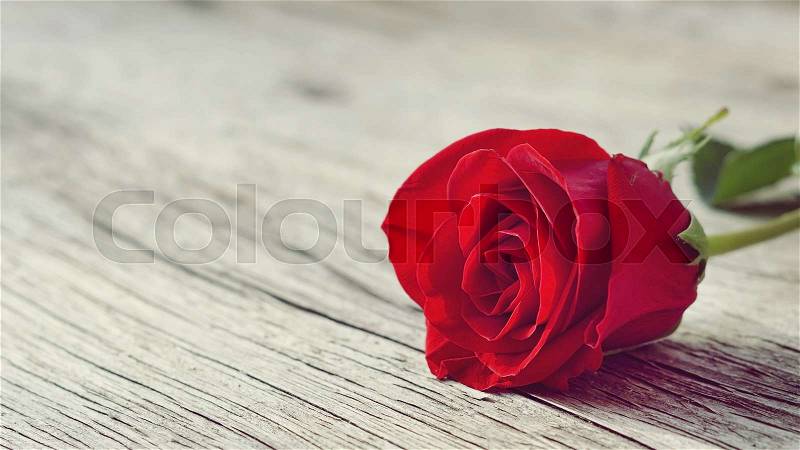 Rose rose on old wooden background vintage style, stock photo