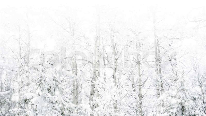 Winter trees on snow with snow fall effect background, stock photo