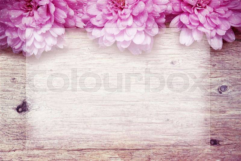 Pink flowers on wooden sparkle background, stock photo