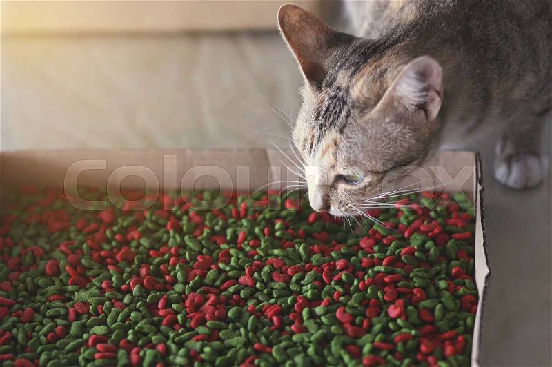 Cat eating cat food from paper box, stock photo