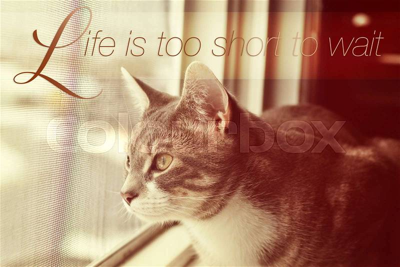 Cat looking through the window with word Life is too short to wait, stock photo