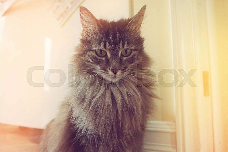 Cat Portrait - vintage style, stock photo