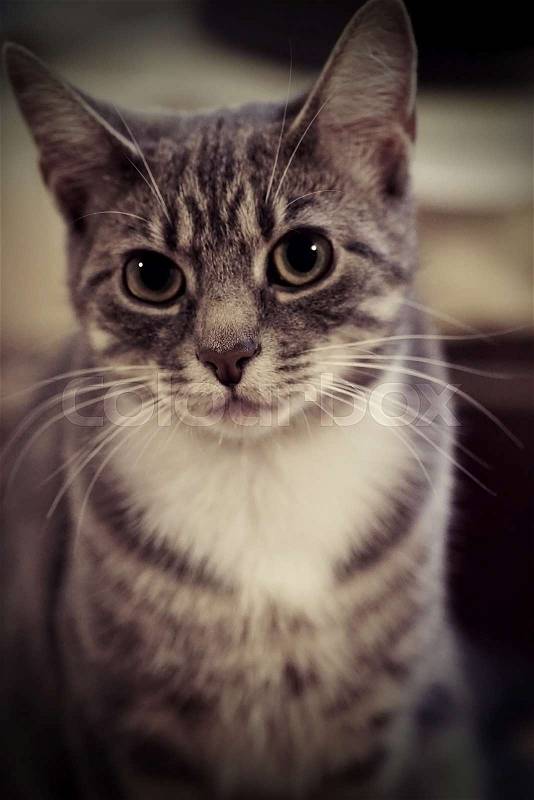 Cute cat portrait - vintage style, stock photo