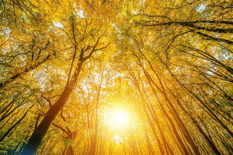 Sunny Forest Canopy Nature Photo Background. Sunny Autumn Foliage, stock photo