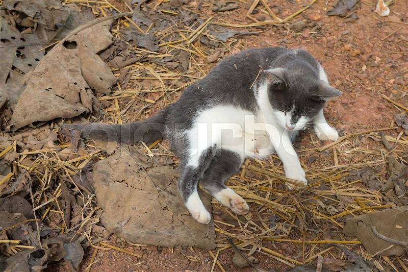 Fat cat is lying lazily on the ground, stock photo