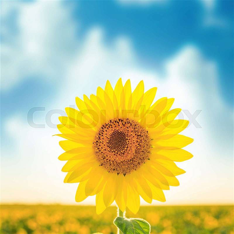 Perfect flower of sunflower on field. soft focus, stock photo