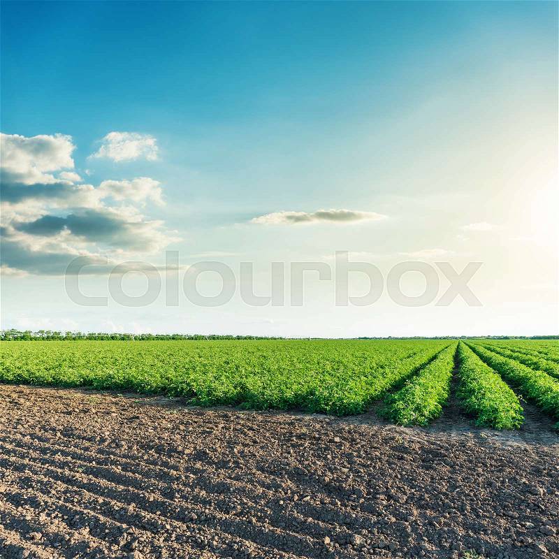 Deep blue sky in sunset over agriculture fields, stock photo