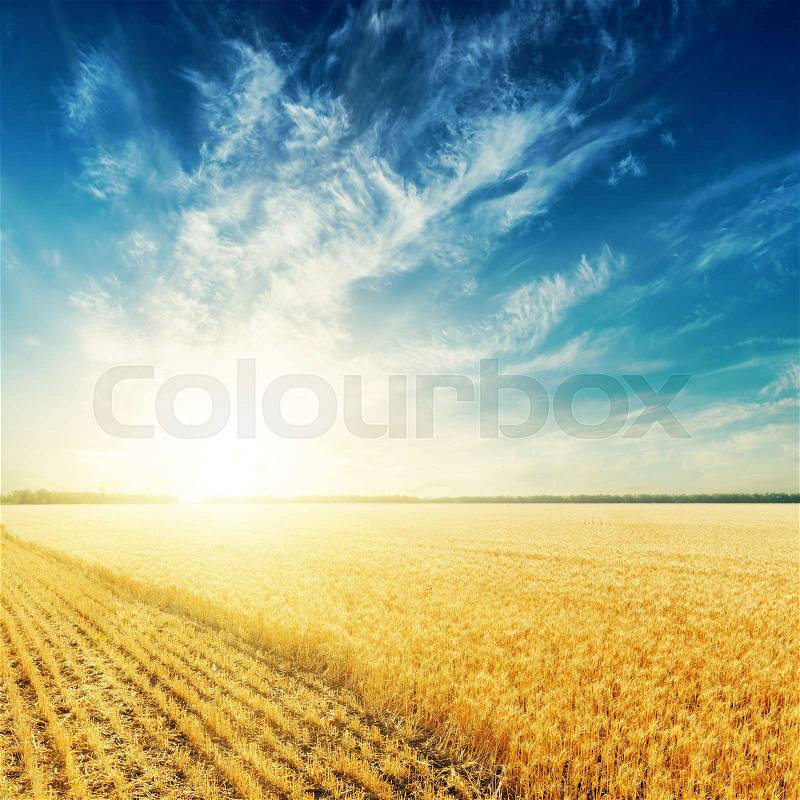 Golden farming field and sunset over it, stock photo