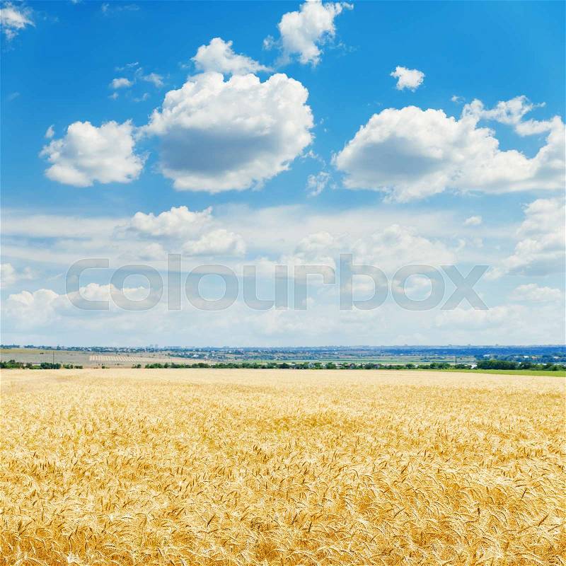 Ripe harvest field and clouds in blue sky, stock photo