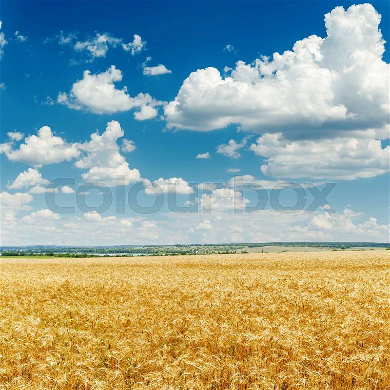 Golden harvest field and blue sky with clouds, stock photo