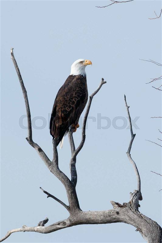 Bald eagle sitting on a branch, California, Tulelake, Lower Klamath National Wildlife Refuge, Taken 01.17, stock photo