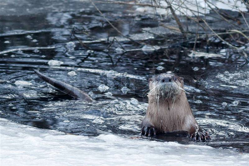 River otter swimming near the ice, California, Tulelake, Lower Klamath National Wildlife Refuge, Taken 01.17, stock photo