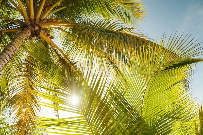 Coconut palm tree leaves over bright sky background. Warm toned photo with lens glow filter effect, stock photo