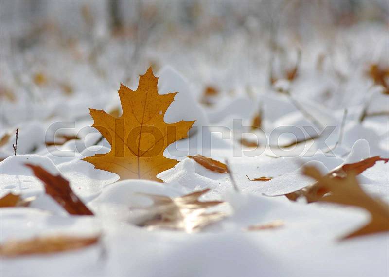 Yellow leaves in snow. Late fall and early winter. Blurred nature background with shallow dof, stock photo
