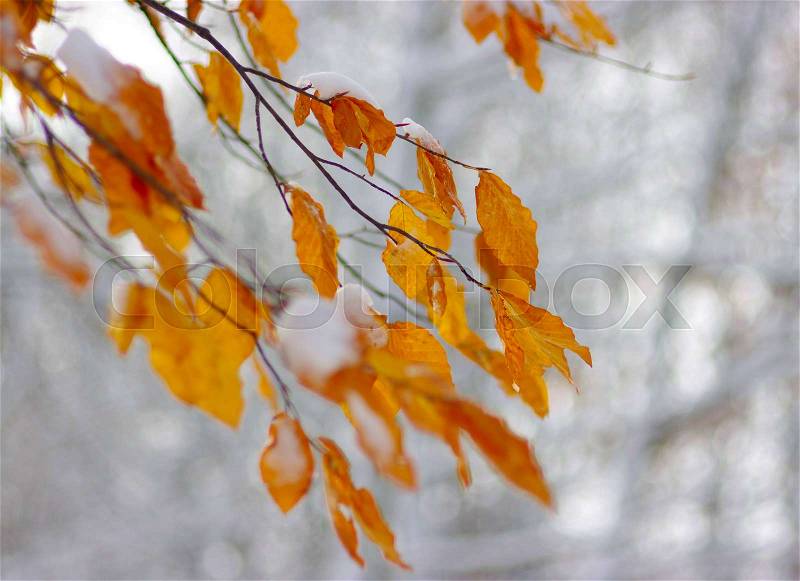 Yellow leaves in snow. Late fall and early winter. Blurred nature background with shallow dof, stock photo