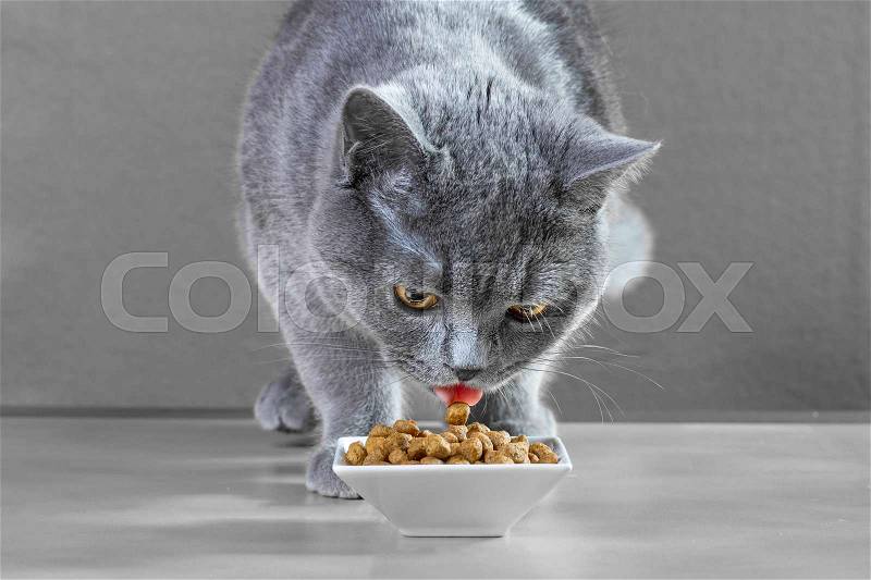 British Blue cat eats cat food, stock photo